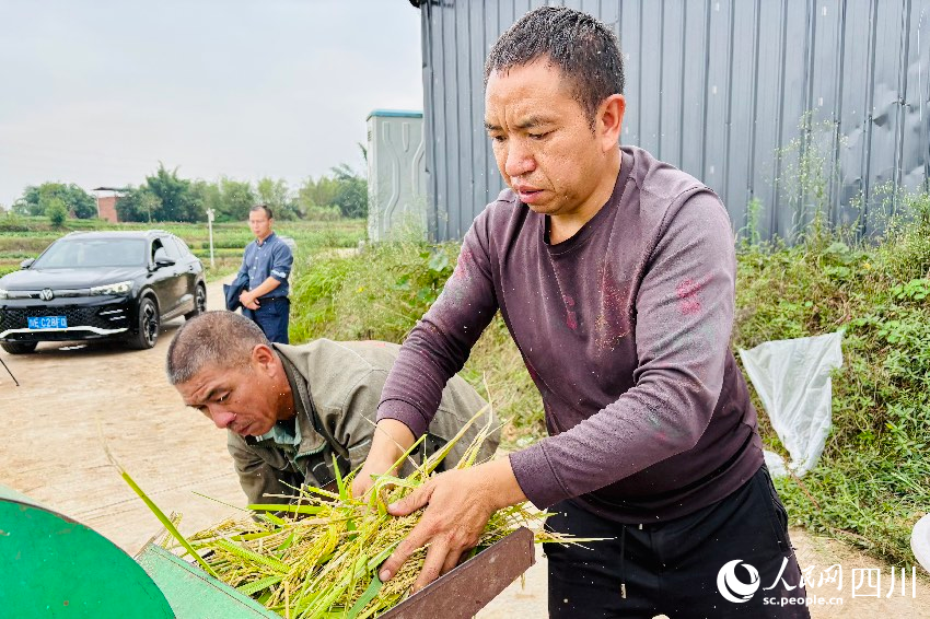 農(nóng)戶給再生稻脫粒。人民網(wǎng)記者 朱虹攝