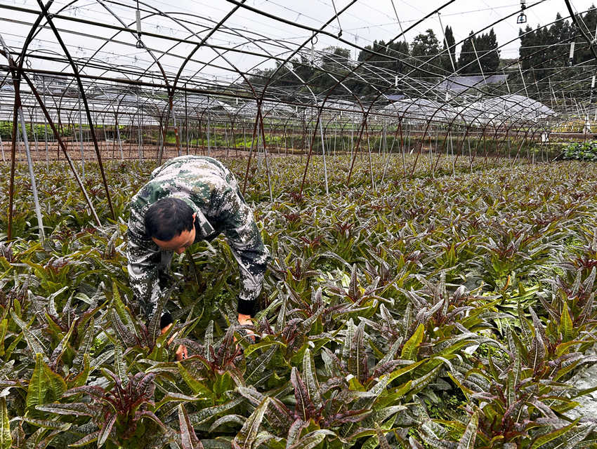 在自家菜地忙碌的方小科。人民網(wǎng) 彭茜攝