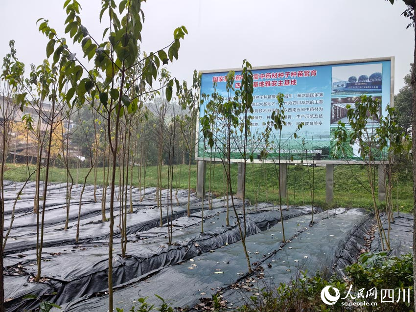 位于雅安的國藥種子種苗基地。人民網(wǎng)記者 劉海天攝