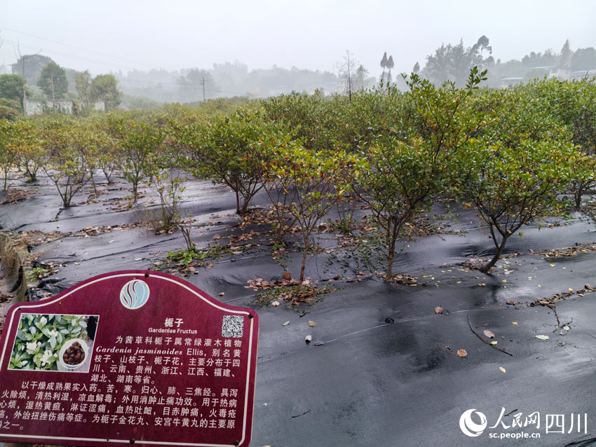 基地內(nèi)所種的藥材。人民網(wǎng)記者 劉海天攝
