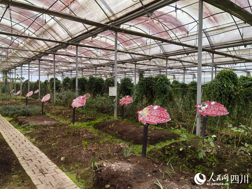 大棚里種植著多種中藥材。人民網(wǎng)記者 劉海天攝