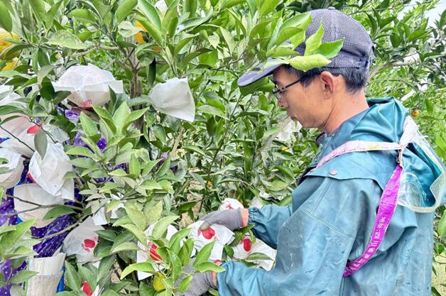 宜賓敘州：柑橘成熟季 農(nóng)技指導(dǎo)來助力