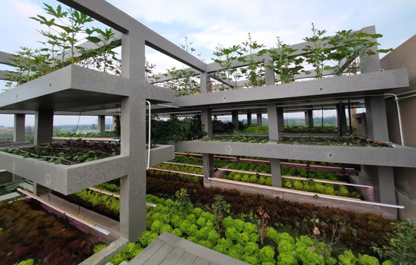 “三生永和技術”建筑屋頂有機農業生產實景。受訪者供圖
