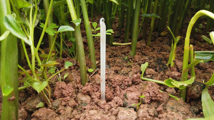 插在姜地里，用于測量溫度的測溫計。謝金成攝