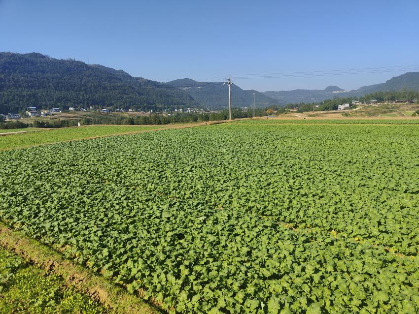 尹家下蘇現(xiàn)代糧油產業(yè)園區(qū)，運用無人機播撒技術的“宜油47”油菜長勢喜人。宜賓市結對幫扶巴中市恩陽區(qū)工作隊供圖