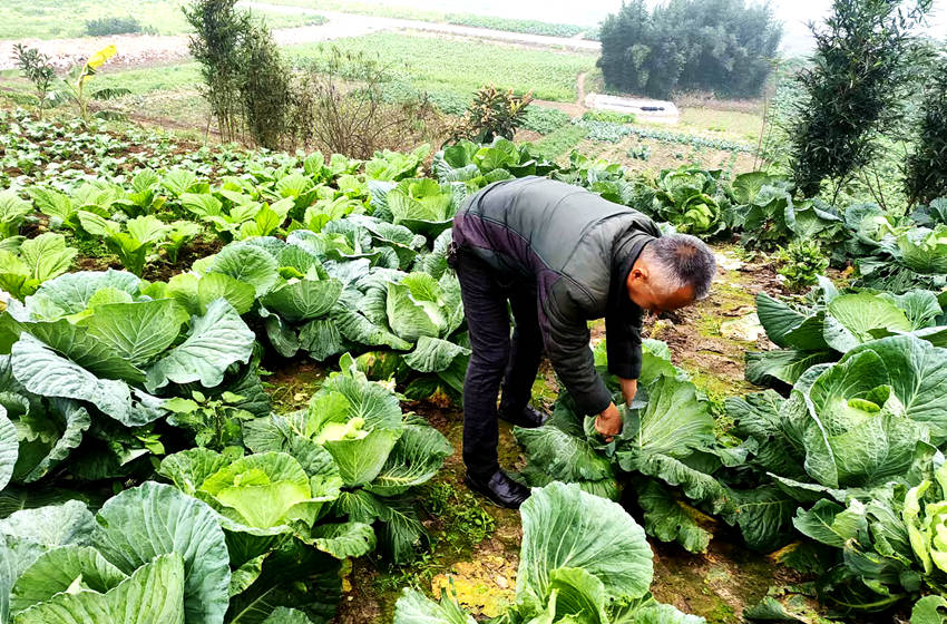 村民在地里采摘蔬菜。納溪區(qū)交通運輸局供圖