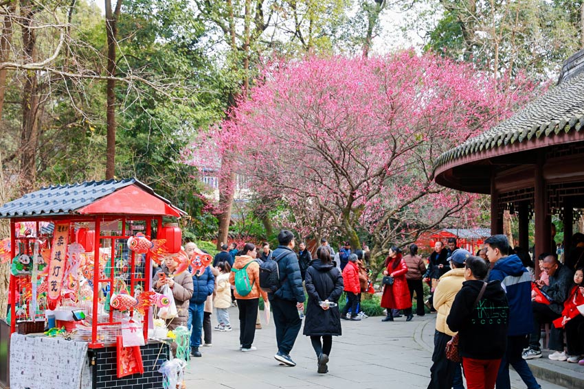 紅梅花兒開，草堂放光彩。杜甫草堂供圖