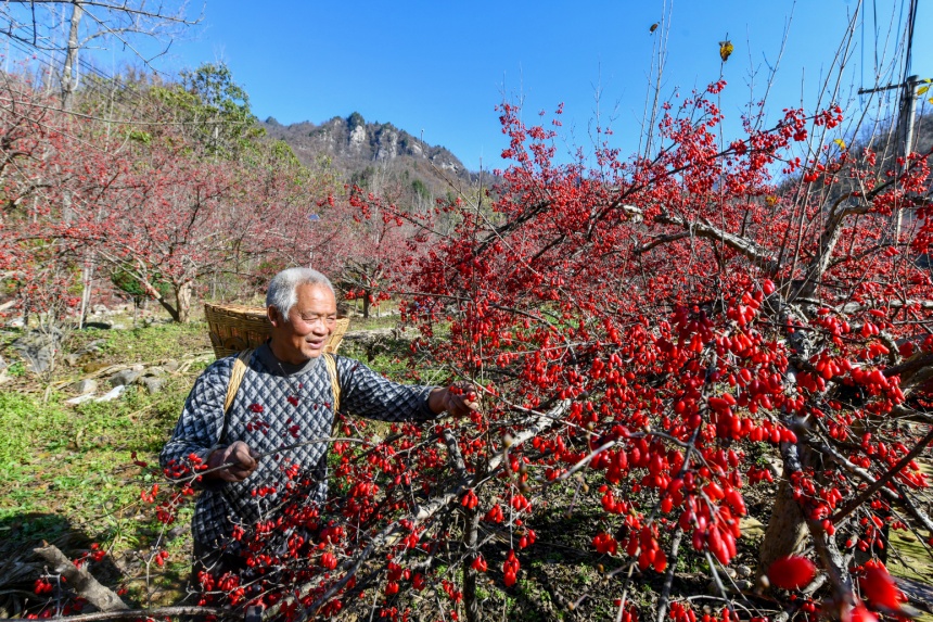 村民采摘山茱萸（資料圖）。陳飛攝