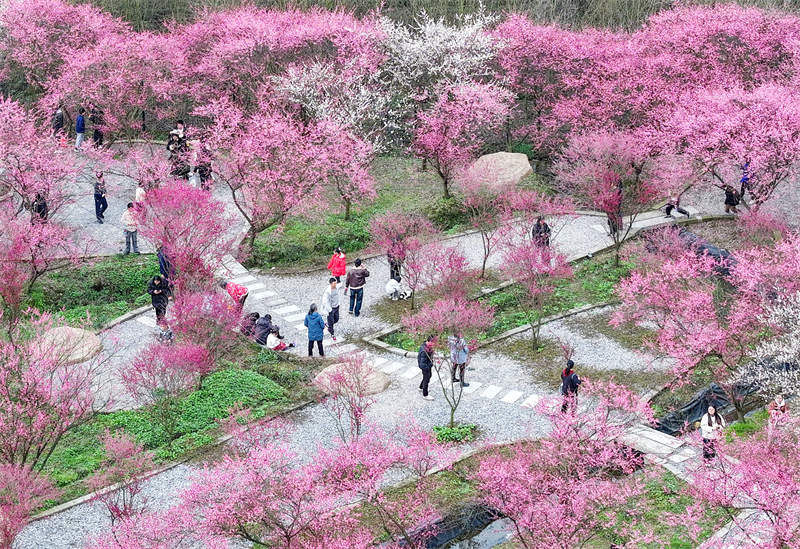 市民利用周末在四川省廣安華鎣市祿市鎮涼水井村生態園游覽灼灼其華的梅花，樂享受春天的氣息和鄉村振興帶來的成果。邱海鷹攝