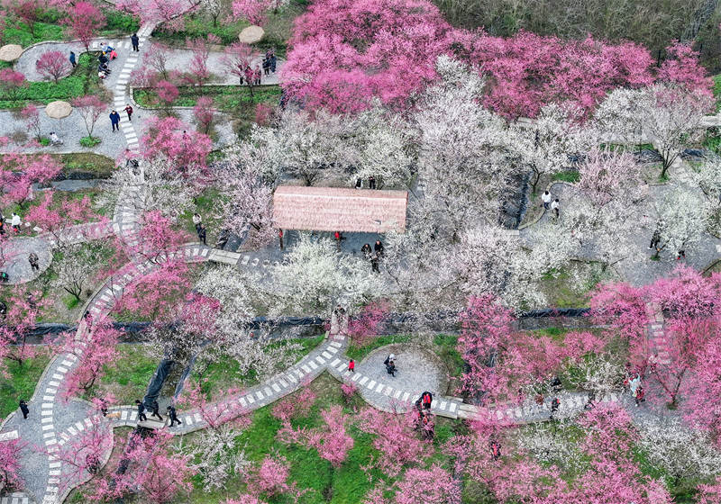 市民利用周末在四川省廣安華鎣市祿市鎮涼水井村生態園游覽灼灼其華的梅花，樂享受春天的氣息和鄉村振興帶來的成果。邱海鷹攝