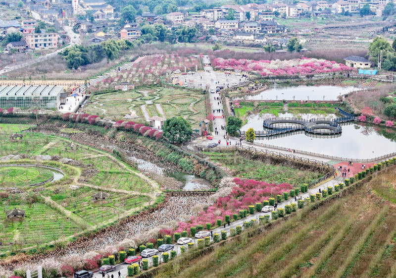 四川省廣安華鎣市祿市鎮(zhèn)涼水井村生態(tài)園，競相綻放，吸引不少市民利用周末前來享受春天的氣息和鄉(xiāng)村振興帶來的成果。邱海鷹攝