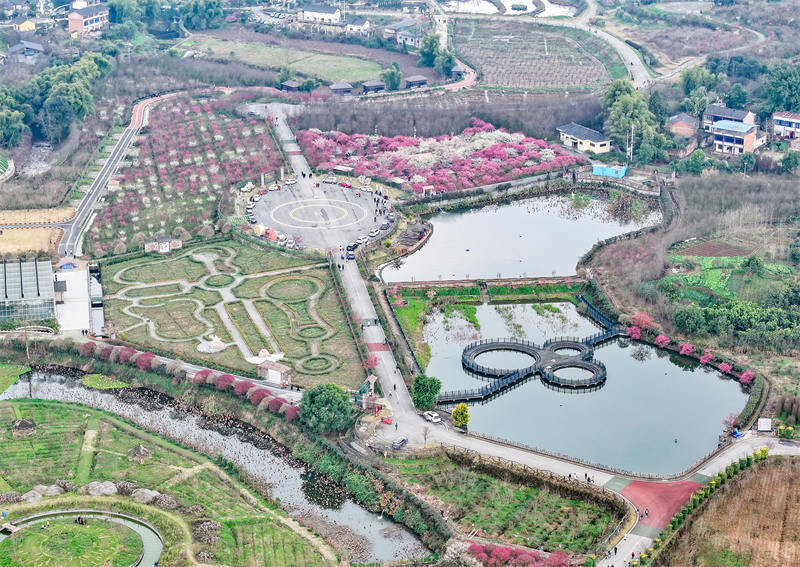 四川省廣安華鎣市祿市鎮涼水井村生態園，競相綻放，吸引不少市民利用周末前來享受春天的氣息和鄉村振興帶來的成果。邱海鷹攝