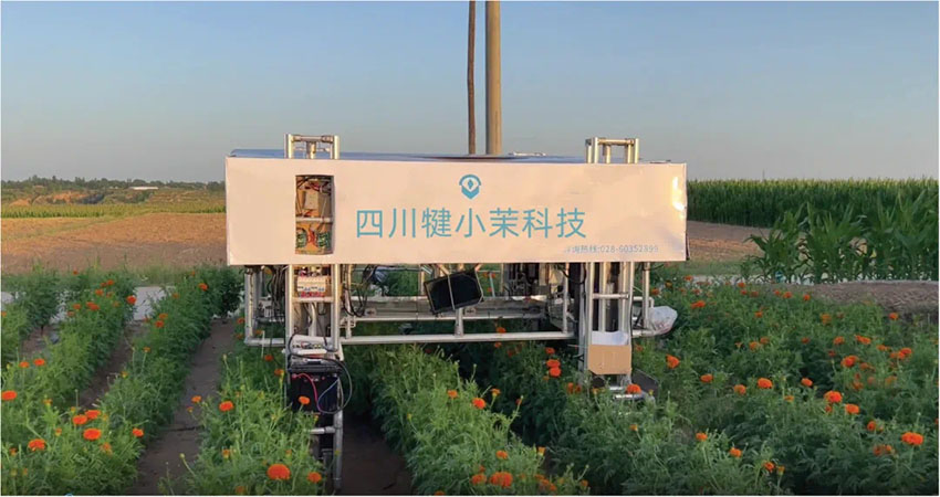 “犍小茉無人智慧農業項目”建設如火如荼。成都市農業農村局供圖