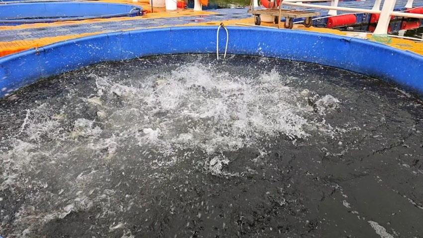 岷江畔的利水灣生態養殖基地。成都市農業農村局供圖
