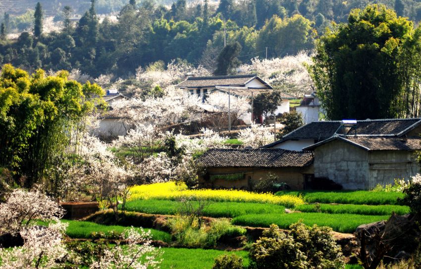 角半村櫻桃花開。張亦新攝