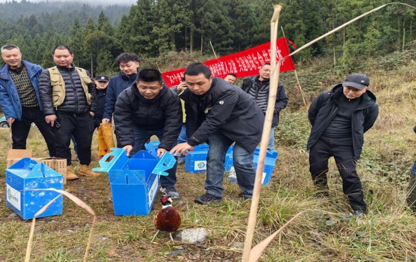 康復后的飛鳥回歸大自然。主辦方供圖