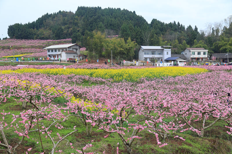 保石鎮第四屆賞花季。受訪者供圖
