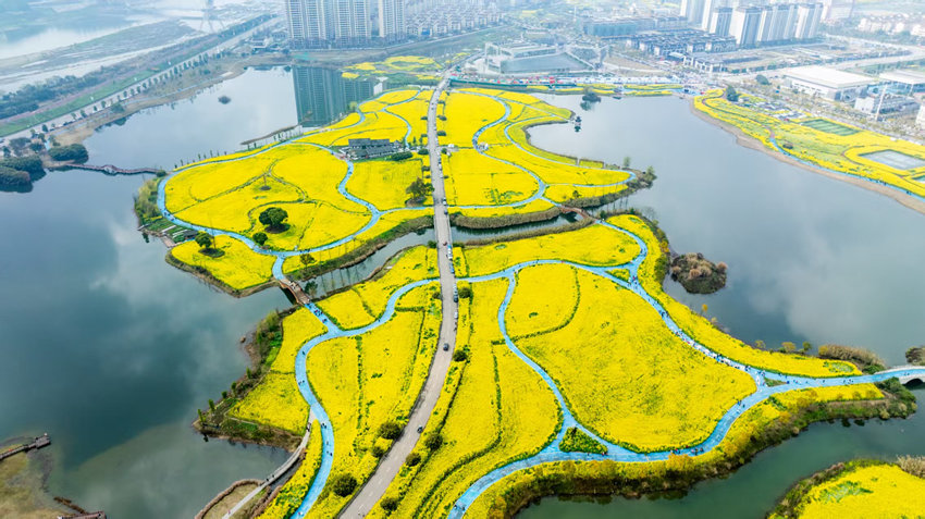 眉山市彭山區(qū)濕地公園油菜花盛放。彭山區(qū)委宣傳部供圖