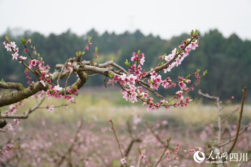 四川天府新區(qū)眉山片區(qū)貴平鎮(zhèn)龍江村桃花次第開放。人民網(wǎng) 趙祖樂攝