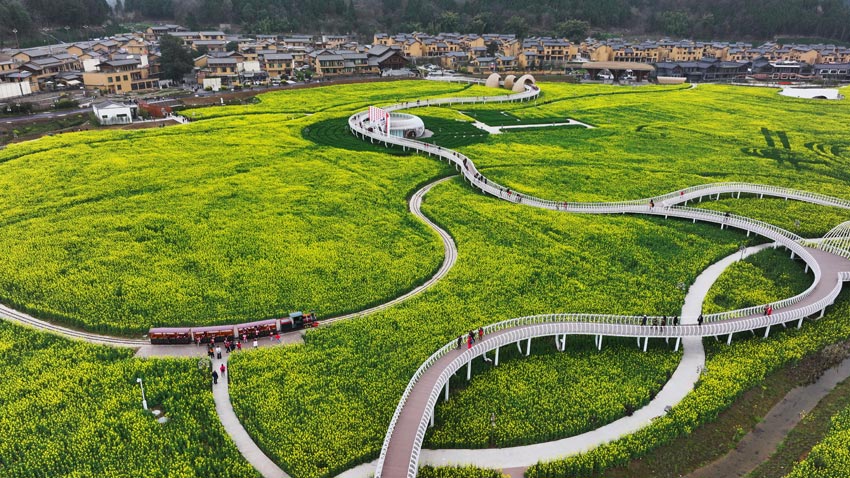 中江縣掛面村油菜花海。肖開豐攝