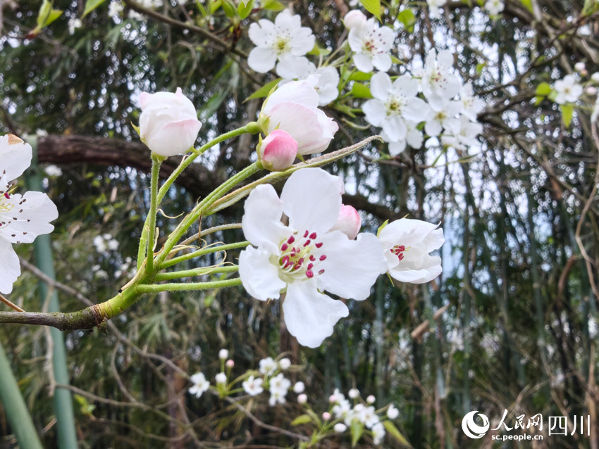 紅苞白花兩相映。人民網記者 劉海天攝