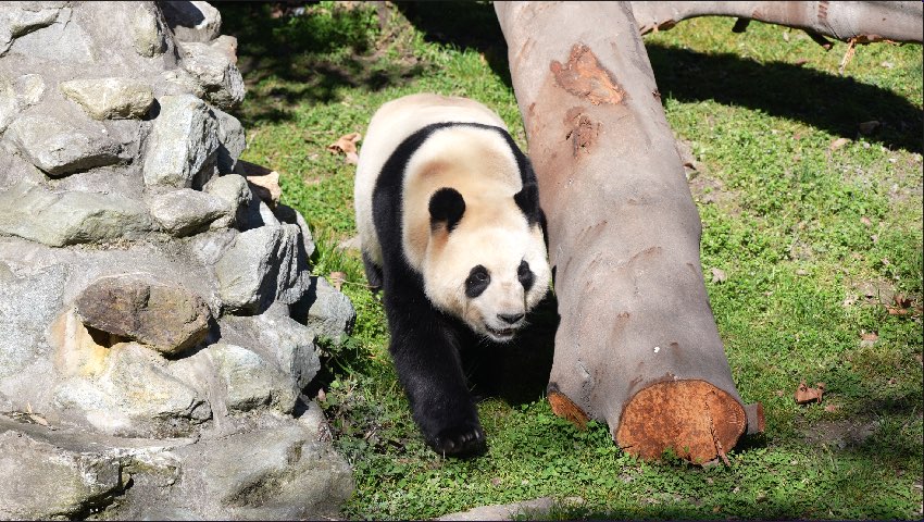 大熊貓“福寶”。中國大熊貓保護研究中心供圖