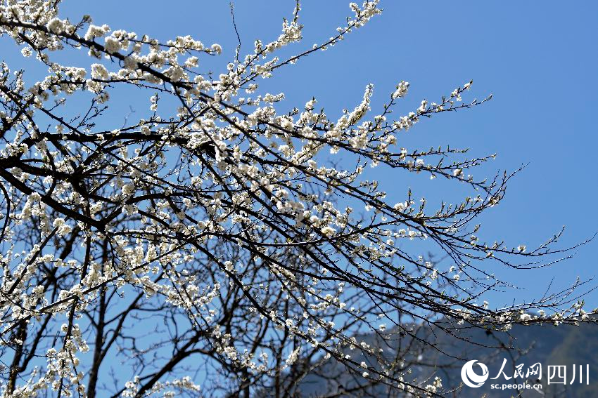 綻放的梨花。人民網(wǎng)記者 朱虹攝