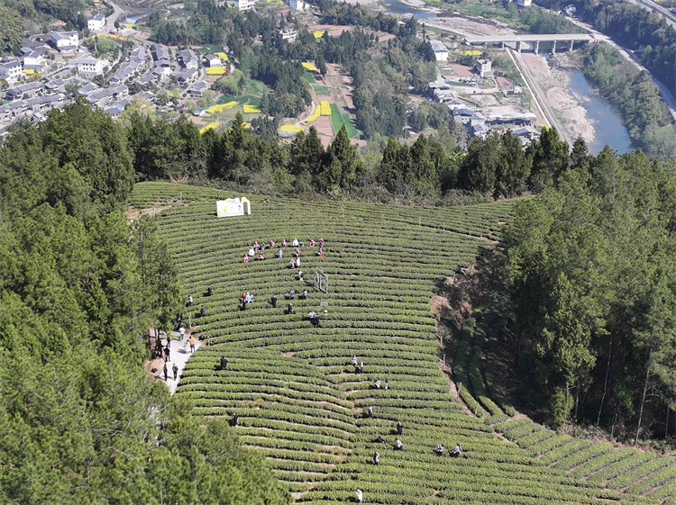 茶農在茶園采茶。