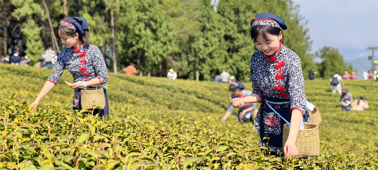游客體驗(yàn)采茶。
