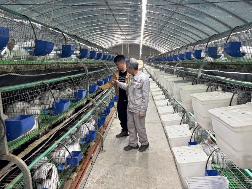 通過自動化養殖的金希兔場。德昌縣委宣傳部供圖