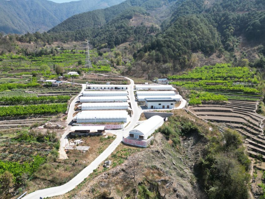 金沙傈僳族鄉金希兔場。德昌縣委宣傳部供圖