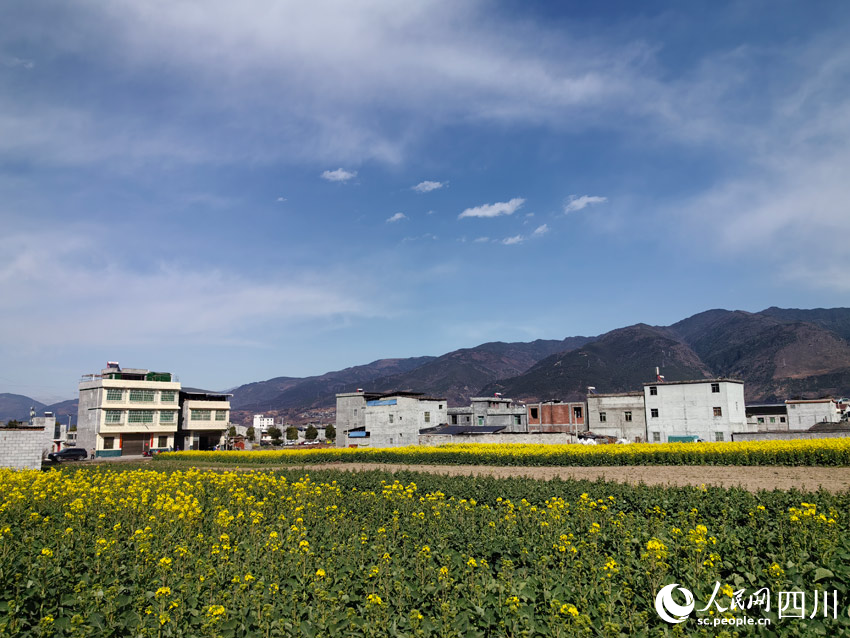 藍(lán)天之上白云飄揚(yáng)，越西山下菜花香。人民網(wǎng)記者 劉海天攝