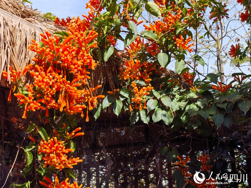 火紅的爆仗花，活力的“白頭發(fā)”。 人民網(wǎng)記者 劉海天攝