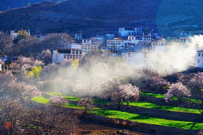 得榮縣桃花美景。得榮縣委宣傳部供圖