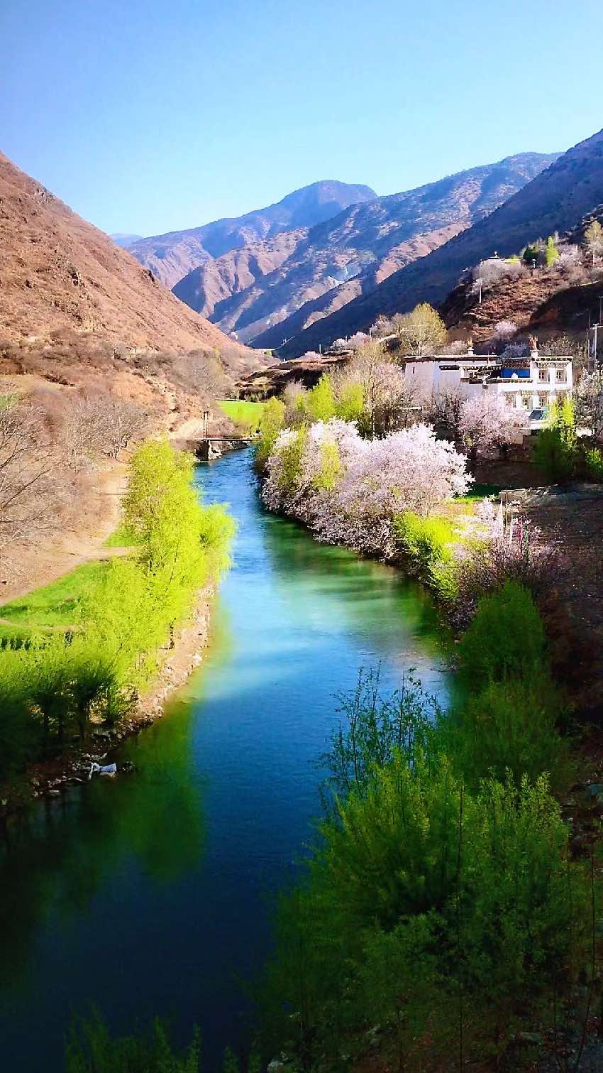 得榮縣桃花美景。得榮縣委宣傳部供圖