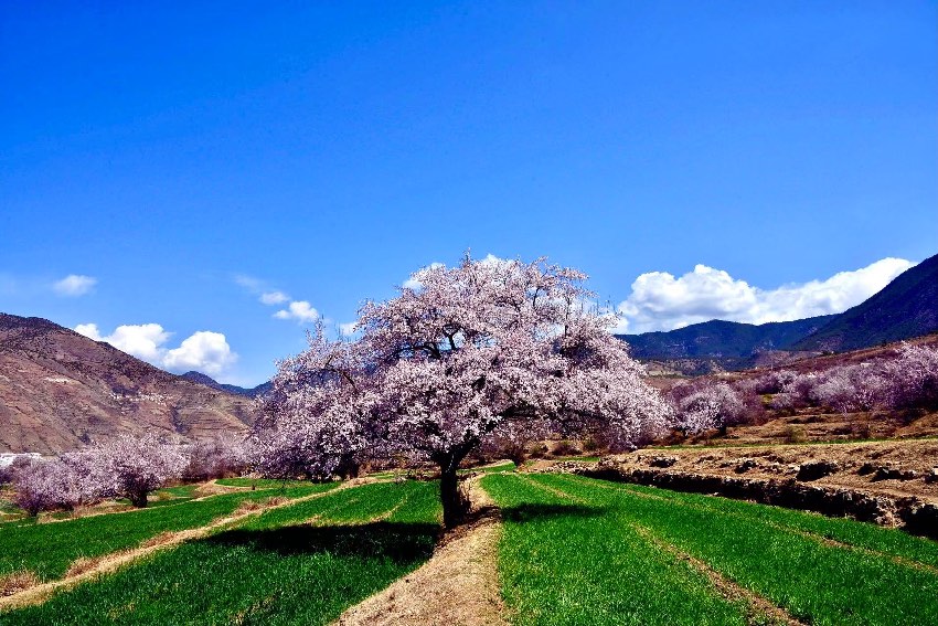 得榮縣桃花美景。得榮縣委宣傳部供圖