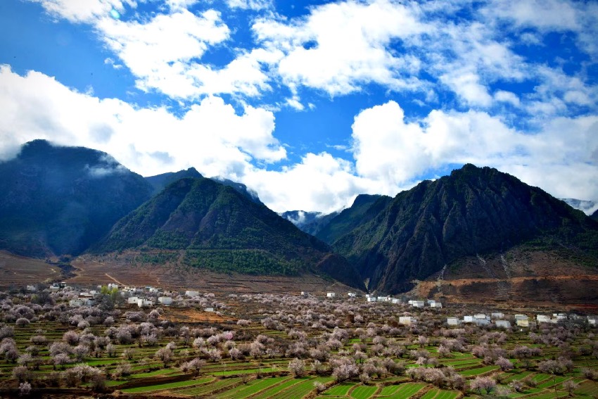 得榮縣桃花美景。得榮縣委宣傳部供圖