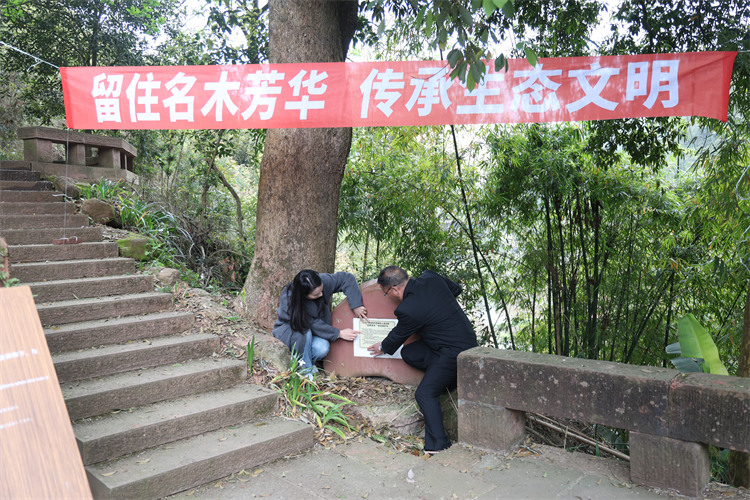 相關部門為名木“楨楠”掛上司法保護標識牌。翠屏區融媒體中心供圖