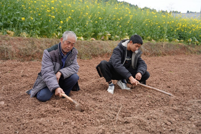 劉加松帶著劉晨瑞在田間勞作。中江縣委宣傳部供圖