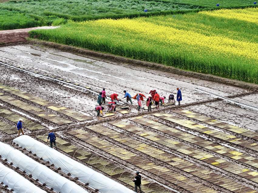 開江縣普安鎮(zhèn)筒車鋪村村民們上下齊心協力，為新一年的農業(yè)豐收鉚足干勁。肖詩斌攝