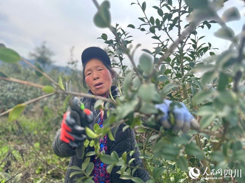 修剪油茶樹枝條。陳燁攝