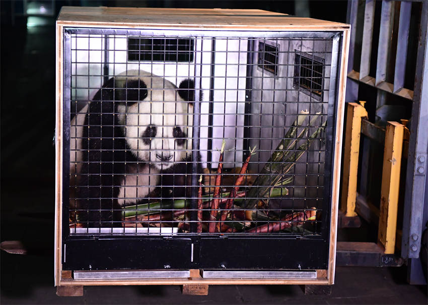 大熊貓“荷風(fēng)”裝運(yùn)。大熊貓保護(hù)研究中心供圖