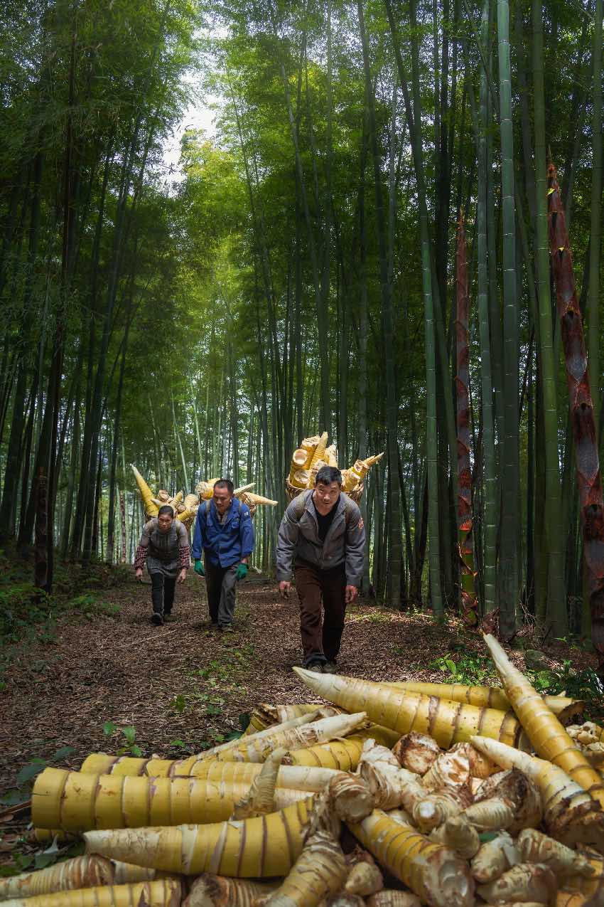 竹農(nóng)豐收。長寧縣林竹局供圖