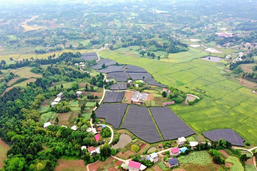 楊家祠的三七種植基地。張鳳莉、陳剛供圖