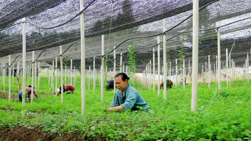務工村民除草。張鳳莉、陳剛供圖