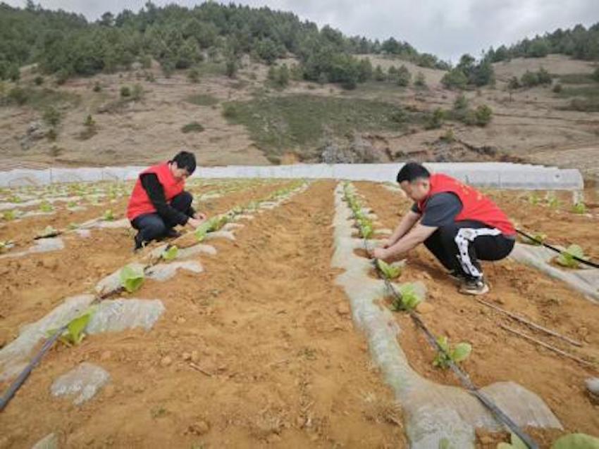 “將豐”志愿隊幫助煙農(nóng)鋪設(shè)水肥一體化設(shè)施。鹽邊縣煙草局（分公司）供圖