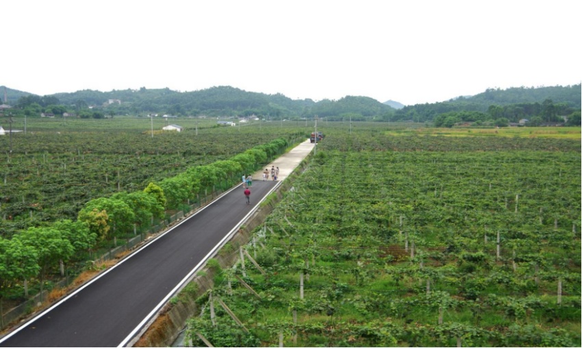 悅園村萬畝獼猴桃產地基地。主辦方供圖