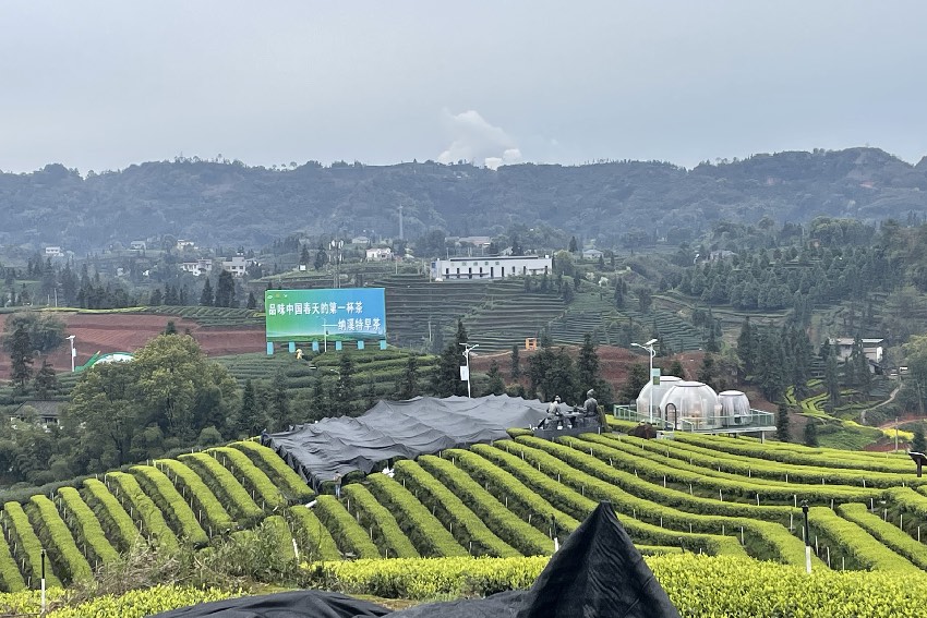 納溪區護國鎮梅嶺村二月亭抹茶基地。瀘州市納溪區農業農村局供圖