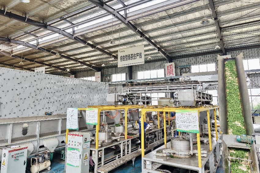 筠連茶業有限責任公司鮮葉加工。企業供圖