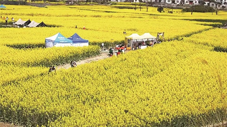 朝天區(qū)羊木鎮(zhèn)東山村油菜花田。廣元市融媒體中心供圖